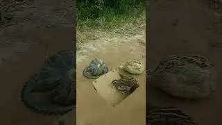 Simple Creative Animal Trap #shorts