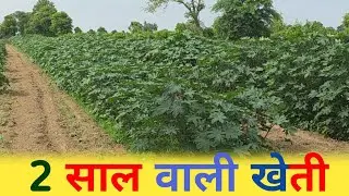🌿 अरंडी की खेती &mdash; एक बार बुवाई, दो साल तक मुनाफा Arandi ki Kheti, Castor Farming