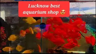 Lucknow favourite aquarium shop 🤩 #aquarium #fish #shortvideo #viralvideo #trending #youtube