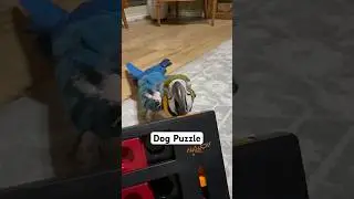 | let Louie play with dog puzzles while supervised.#smart #puzzle #macaw #birdtok #enrichment