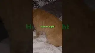 cat slander