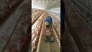 Ghosh egg farm Bongaigaon Assam India. biggest farm Bongaigaon #shorts