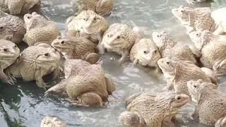 07.កង្កែបពូជ Bullfrogs cute #viral #trending#subscribe #toad #amphibian #pets #food #frog #animal