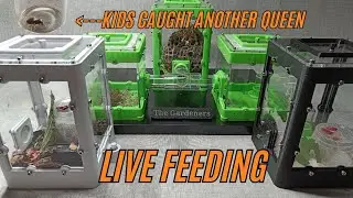 Feeding the Ants. And my daughters found another queen!