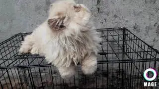 TOP QUALITY PERSIAN CAT KITTEN / EXTREME PUNCH FACE /