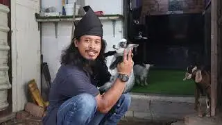 kambing pygmy yang lucu dan comel…(pgymy goat)