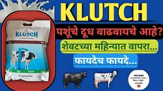 शेवटच्या महिन्यात वापरा|पशूंचे दूध वाढवा||Klutch Powder|गाई ,म्हैस मध्ये खूप फायदे||पशूंची गरज भागवा