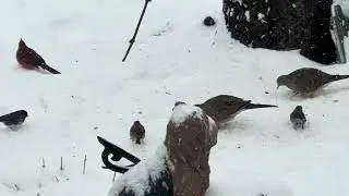Backyard birds #wildlifeentertainment #wildlife #birds #backyardwildlife 