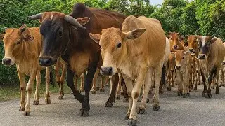 Herding a group of tame cattle to a place for fresh grass grazing.