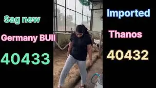Germany bull 🐂 thanos 40432 details 40433 sag new imported bairyfarm pau 