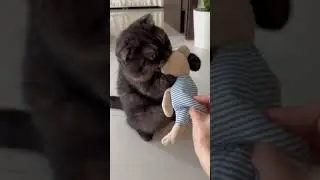 Orii the Scottish fold cat
