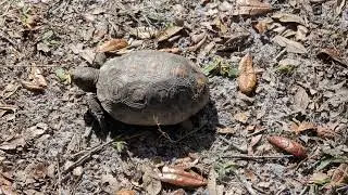 Baby Gopher Tortoise Still As a Statue at Chuluota Wilderness Area! Oviedo, Florida 