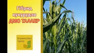 Кукурудза ДМС Таллер 🌽 опис гібрида 🌽 - насіння в Україні