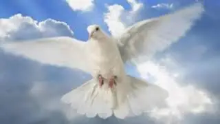 Hay una paloma blanca