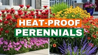7 Heat-Proof Perennials That Thrive in 100&deg;F+ 🌞 SUMMER PERENNIALS