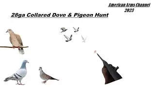 28 Gauge Eurasian Collared Dove & Common Pigeon Hunt - August 2023