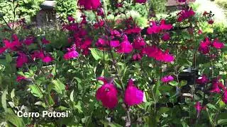It&rsquo;s Salvia Time And There&rsquo;s Lots Of Varieties