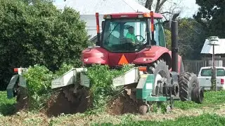 Peanuts Grow Underground