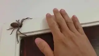 Australian Huntsman Spider, Catch and Release