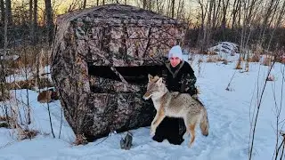 Coyote Hunting From Blind! (He's Down!!)