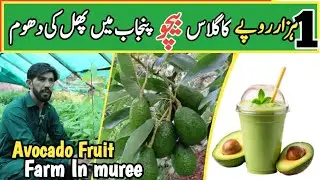 Avocado Farming in Pakistan | Has avocado farming | Avocado milk Shake | کاڈو فارمنگ 