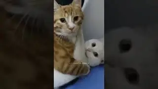 സിവനെ 😼| Cat Funny Moment😹 | Poocha Sir Official | Cat Dubbing Malayalam shorts❣️
