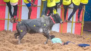 Malaiyakovil Jallikattu 2026 Videos 04 | மலையக்கோவில் ஜல்லிக்கட்டு 2026 Videos 04