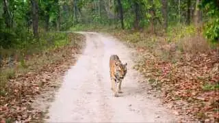Tiger sightings at kanha national park