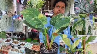 V1170 অকল্পনীয় সুন্দর নতুন নতুন চোখ জুড়ানো গাছ অনেক প্রকার লিলি বাব্লও পাবেন Galiff Street Kolkata