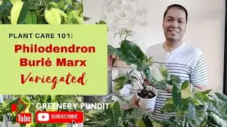 Plant Care 101: Philodendron Burl&eacute; Marx -  Variegated specimen @greenerypundit
