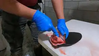 How to/Not to Skin a Beaver Tail