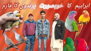 Beautiful Exotic Birds Setup In Punjab||Ibraheem Birds Breeding Farm||Hindi/Urdu