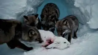 Arctic Fox Hunt: A Rare Wildlife Encounter on the Frozen Shore