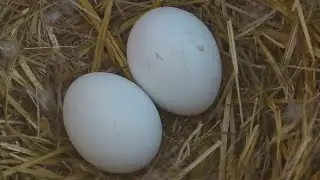 SWFL Eagles 11-18-25.  M15 & F23's TWO PRECIOUS EGGS; CLOSE VIEWS, Checking for ID Markers! 🥰