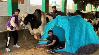 Living in a Caw Mandi for 24 Hours!🐄