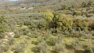 drone footage - Olive Trees