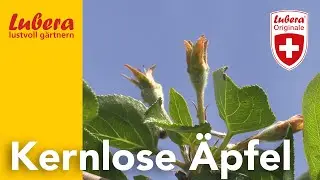Kernlose &Auml;pfel: Apfelz&uuml;chtung bei Lubera