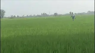 RICE🍚 🌾 in INDIA (AP)Rayalaseema food 😋 👌 😍 &hearts;️ 🙌 😀 Its Amazing 👏 🤩 and Nature love ❤️ 😍 IT.