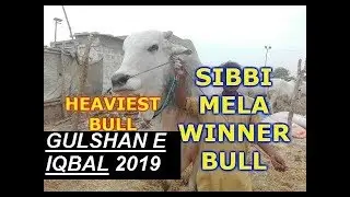 SIBI BHAGNARI MELA WINNER 2019 FIRST POSITION | Gulshan e Iqbal Block 2