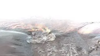 Tidal Bore on the Petitcodiac River, Moncton 1 of 2