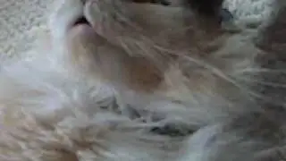 Teddy, the purring machine!