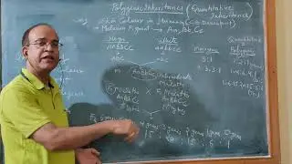 Класс 12: Полигенное наследование &mdash; наследование цвета кожи.