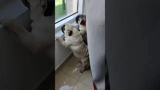 Luro pugs on duty!!can't stop barking!!!#shorts#pugs