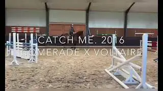 For Sale; Catch Me. Comerade x Voltaire. Bay gelding,born 2016