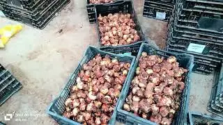 Plantogallery Summer Flower Bulbs Collection