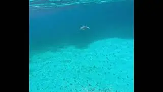 Sea Turtle, Snorkeling Smith&rsquo;s Reef, Turks & Caicos
