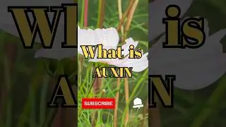 What is Auxin #shorts #facts #biology