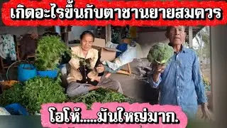 เกิดอะไรขึ้นกับตาชานยายสมควร.โอโห้มันใหญ่มาก.#ข่อยบอกเจ้าแล้ว 