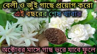 বেলী ও জুঁই গাছে প্রয়োগ করো এই বছরের শেষ খাবার/October month care of Mogra plant/Jasmine plant care