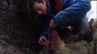 Bear Eats: Sheep Eyeballs